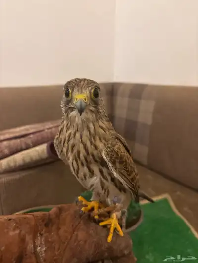 باشق للبيع على السوم فوق 100 index