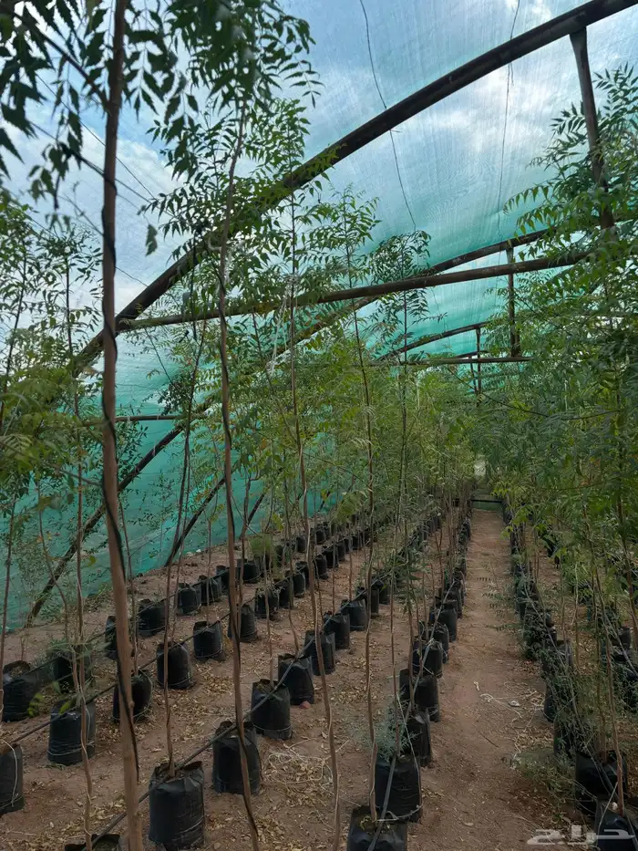 اشجار نيم وخبيز واكاسيا وسدر بلدي 9