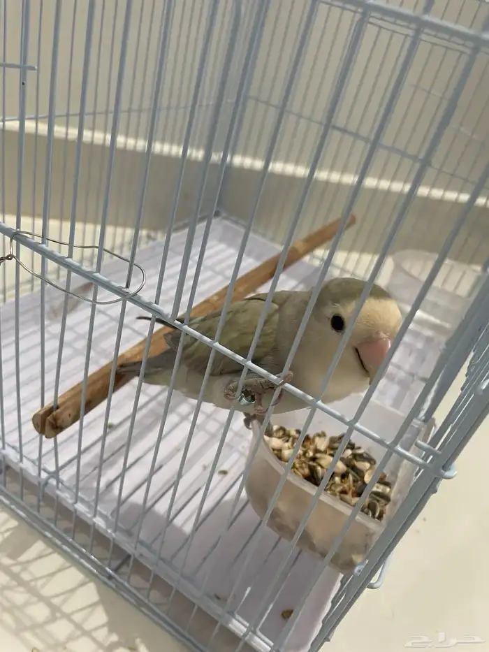 طيور للبيع الخرج 0