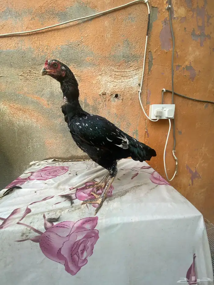 طقم سندي فاخر 1