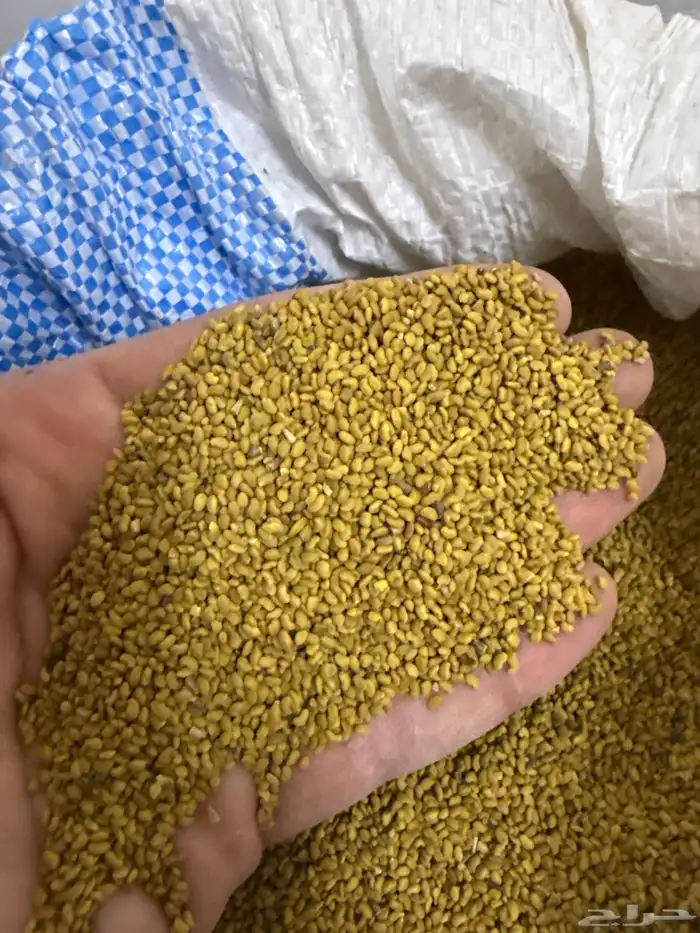 بذر برسيم بلدي شرط 1