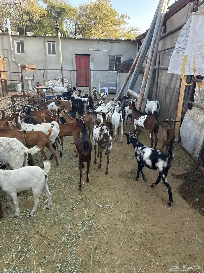 معزاء مشكلة بيشيات وجبلية 8