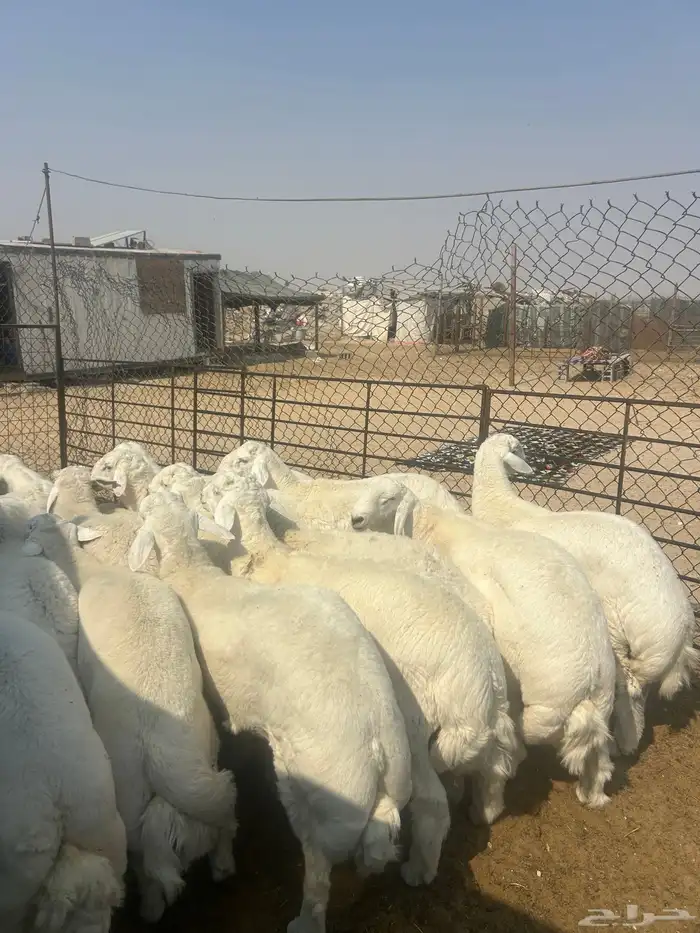 حريات جبر ناهي ووسط كفو ونعيم جبر ناهي ووسط كفو وهرافي 3