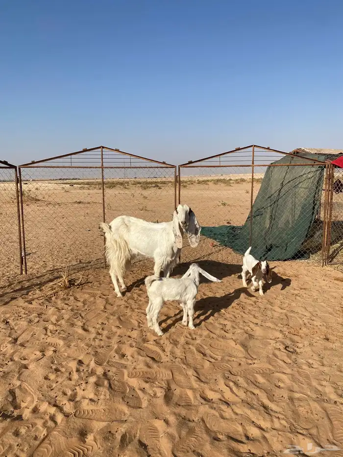 معزاء 3 تحتها 6 1