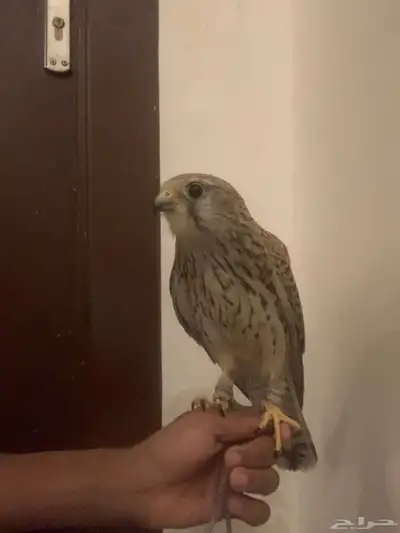 باشق وحش طرحه قبل يومين index