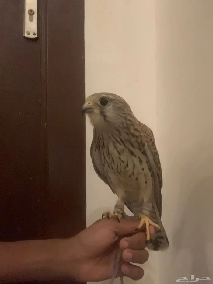 باشق وحش طرحه قبل يومين 0