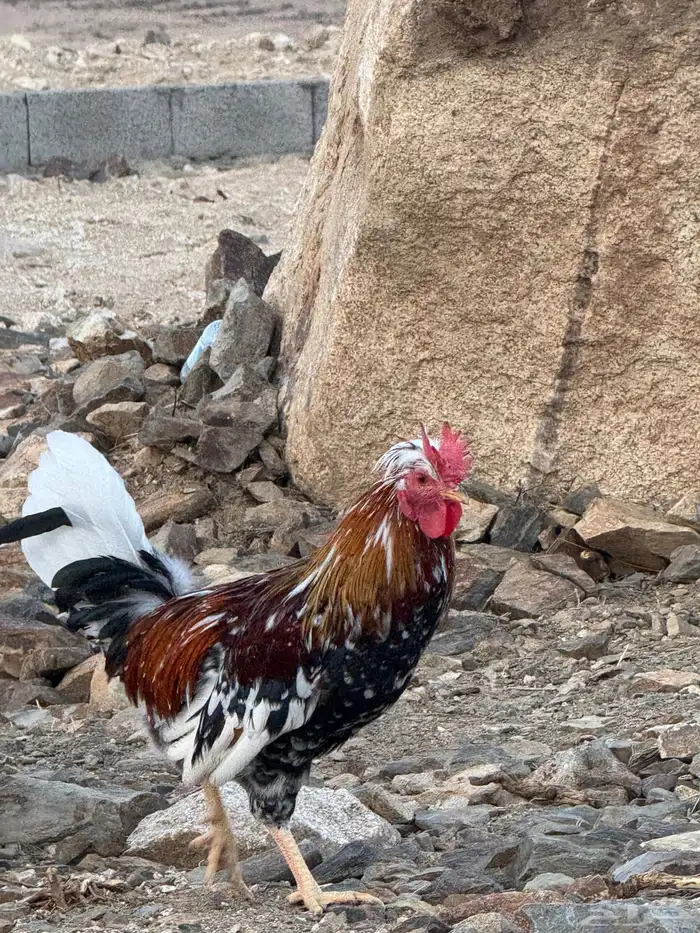 ديوك عربية للبيع - أفرق 15