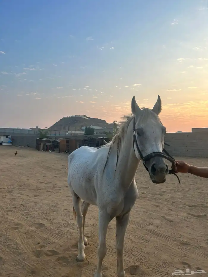حصان واهو للبيع 3