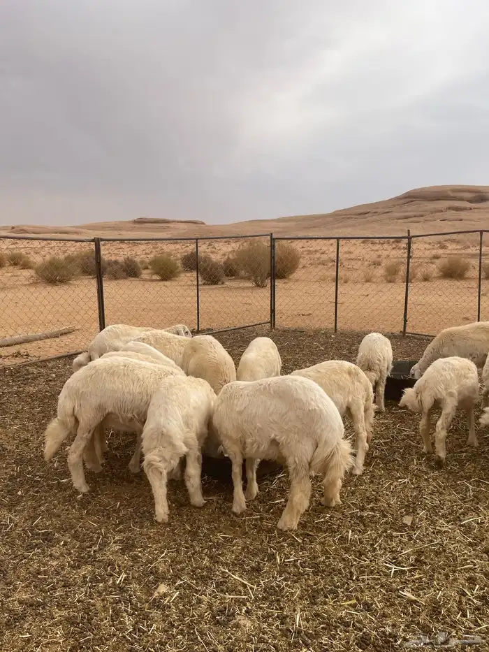 خرفان حريات 7