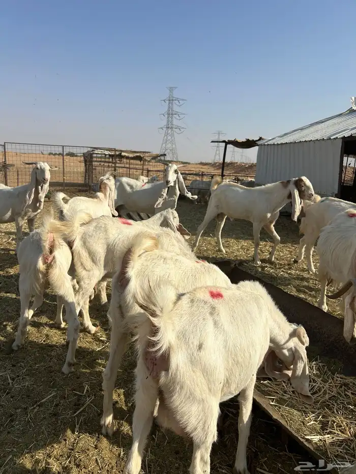 معزاء هولندية 7