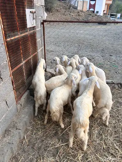 طليان ورخال للبيع index