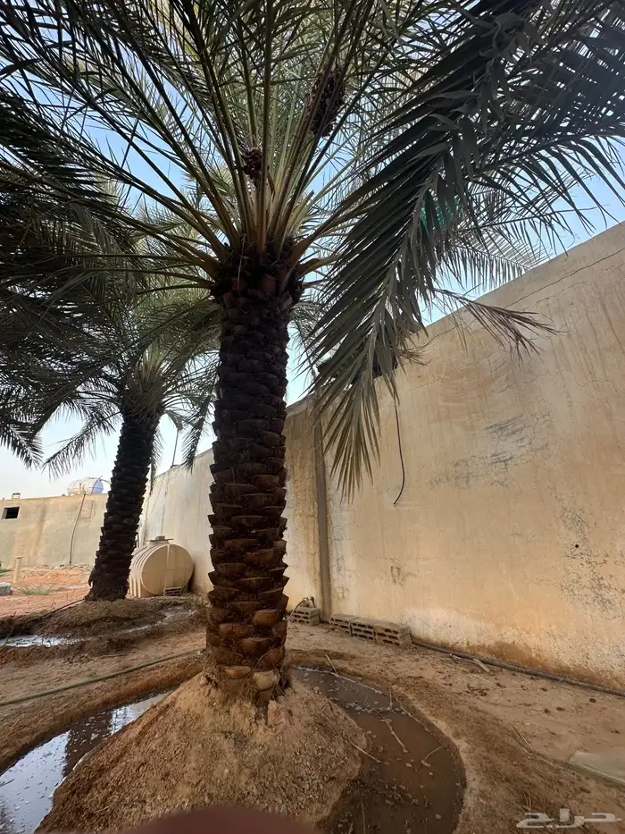 نخل مكرب للبيع 0
