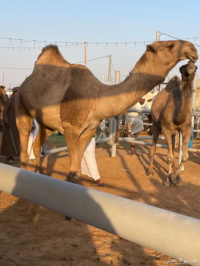 للبيع لقحه ع قعود مرفق صورته كفو الحد 6500 4