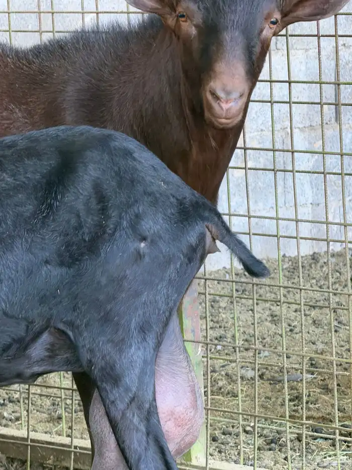 ماعزمرسيانو فاخر من الآخر 4