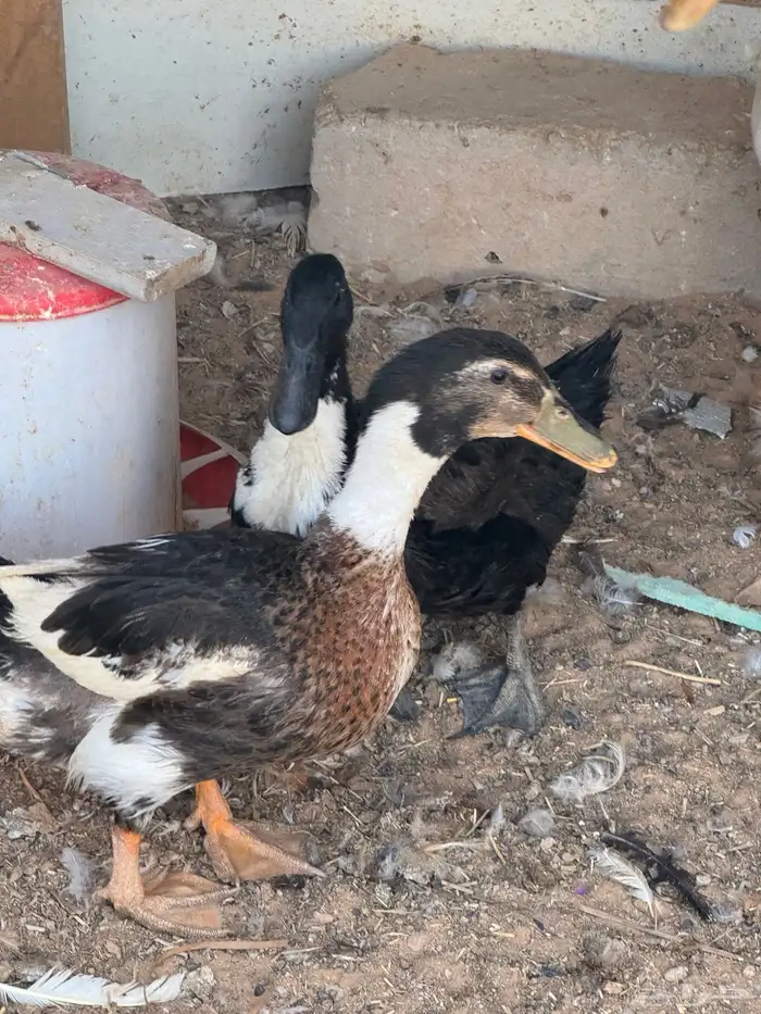 بط مشكل للبيع 3