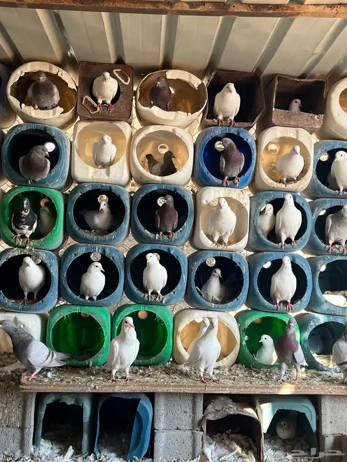 للبيع حمام فرنسي شرط الانتاج 3