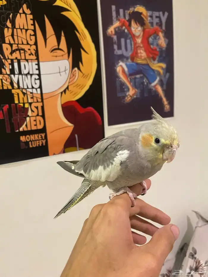 طير كروان أليف جدا  لعوب 0