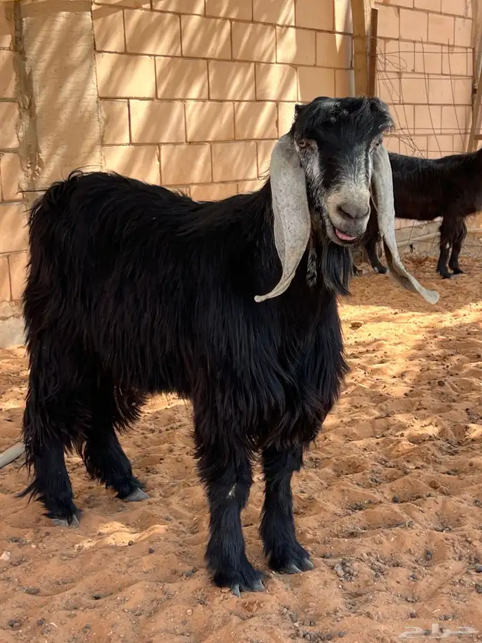 معزا دفيع شرط سونار 7