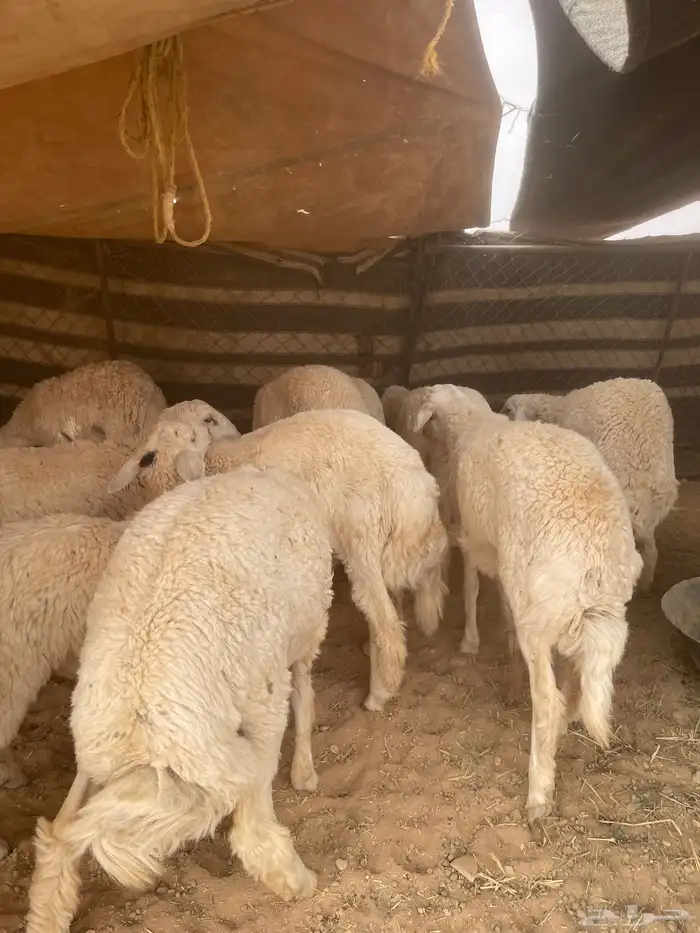 خرفان حريات 23