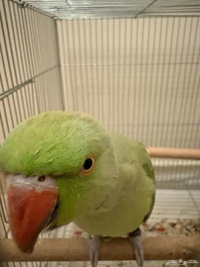 ببغاء درة اليف ذكر 4