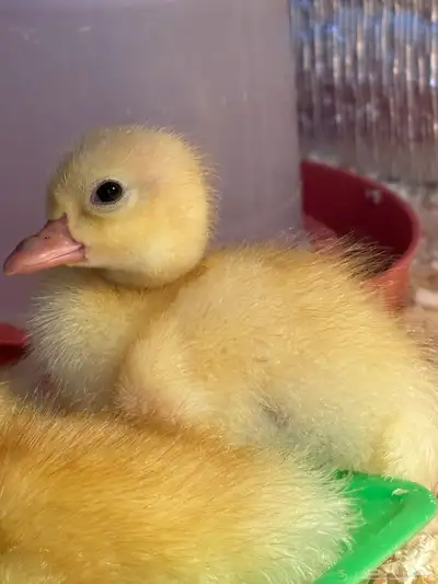 بط بكيني index