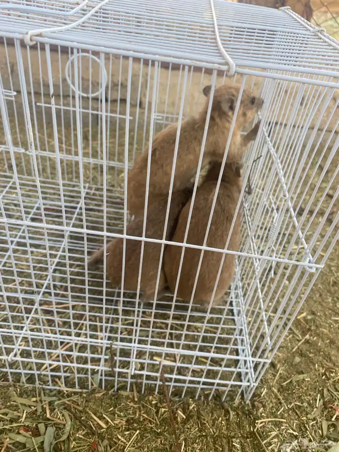 جنوبيه للبيع و ب ر 1