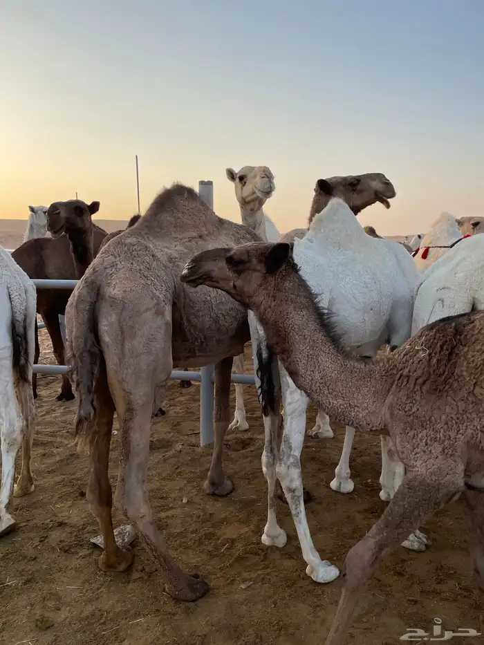 للبيع لقحه ع قعود مرفق صورته كفو الحد 6500 1