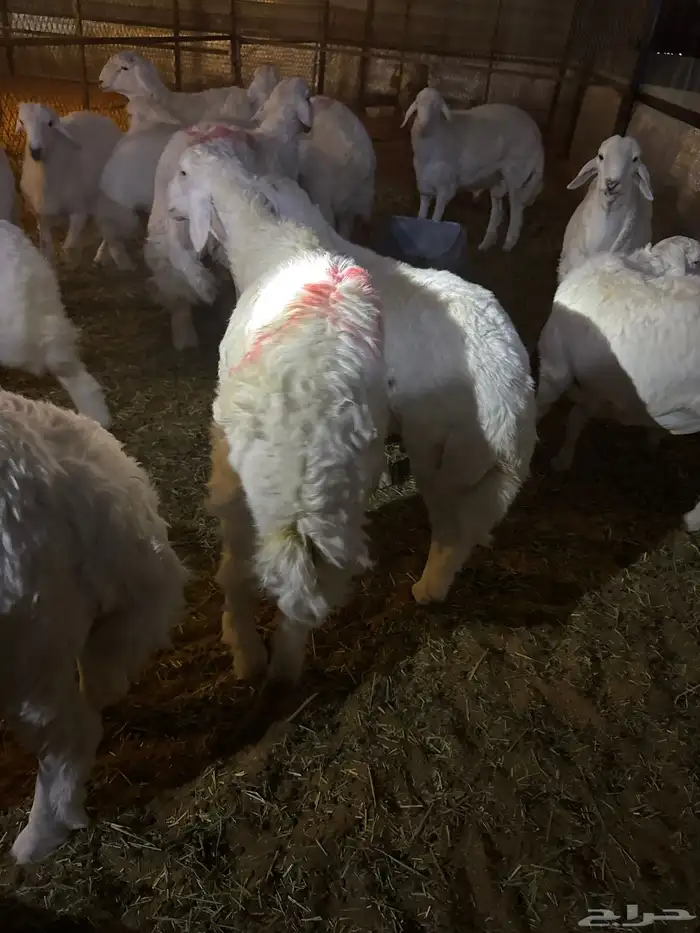 حري جبر ناهي 3