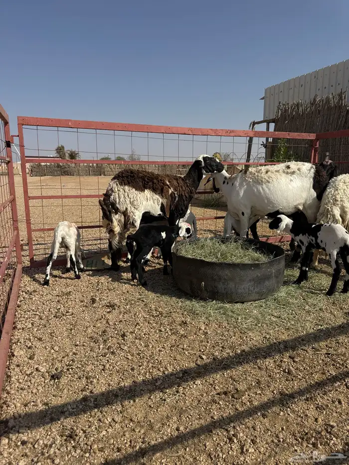 شياة مواليد 2