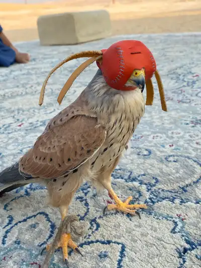 شبوط شرياص index