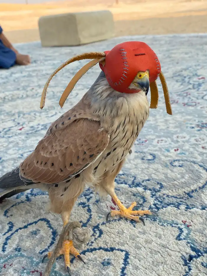 شبوط شرياص 1