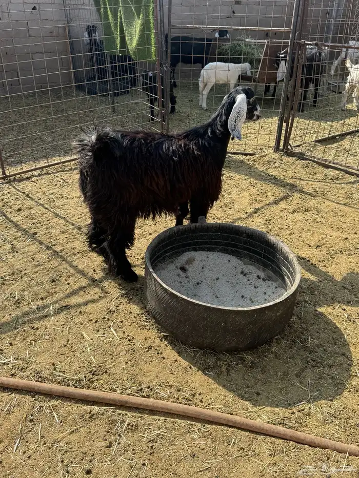 للبيع جفار ذبايح 3