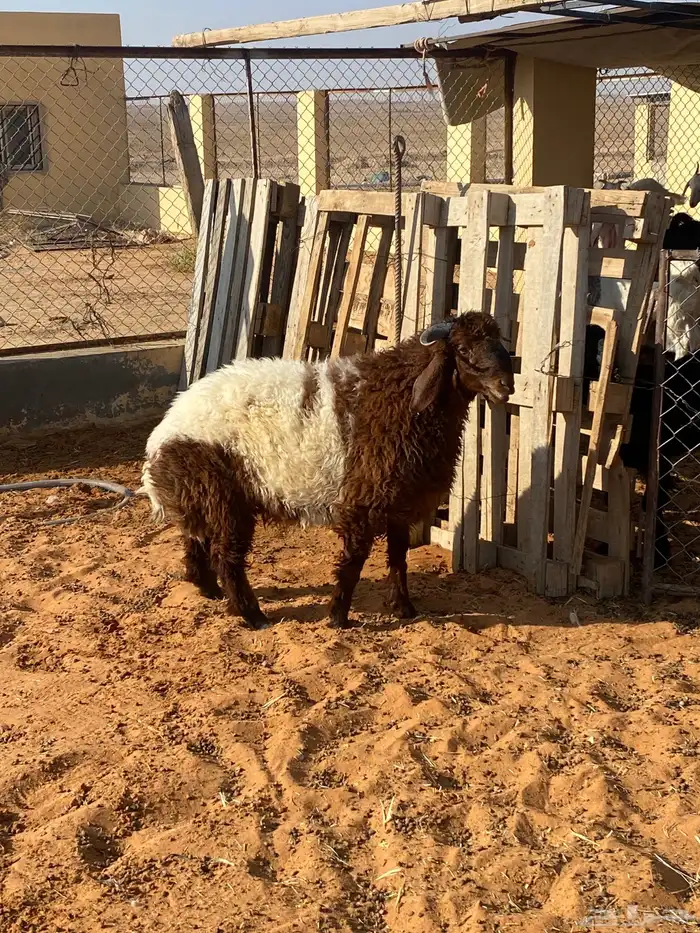 خروف نعيمي 2