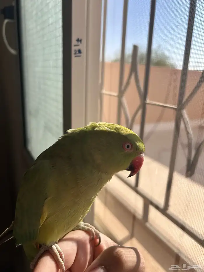 ببغاء دره هندي متكلم أليف 1