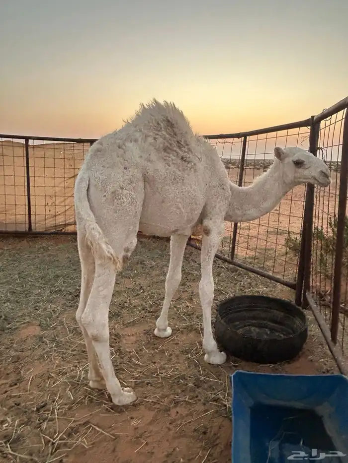 قعود العمر 6 شهور 0