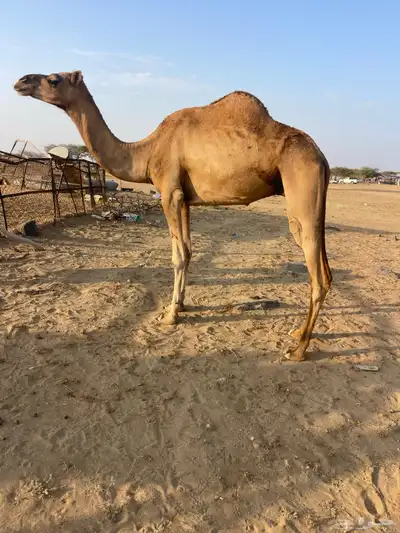 ناقه ساحليه. index