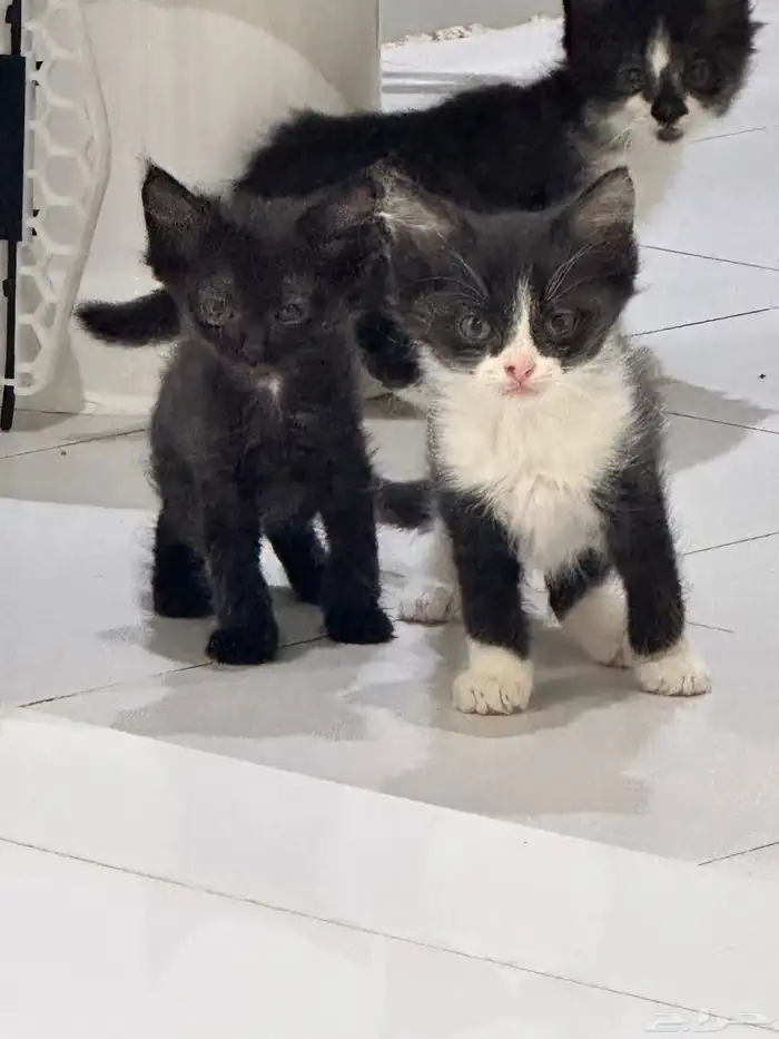 قطط صغار للبيع 2