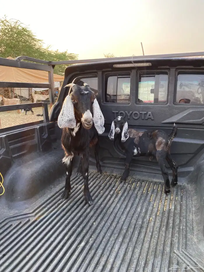 عنز جذعه تحتها تيس فحل عارضي 6