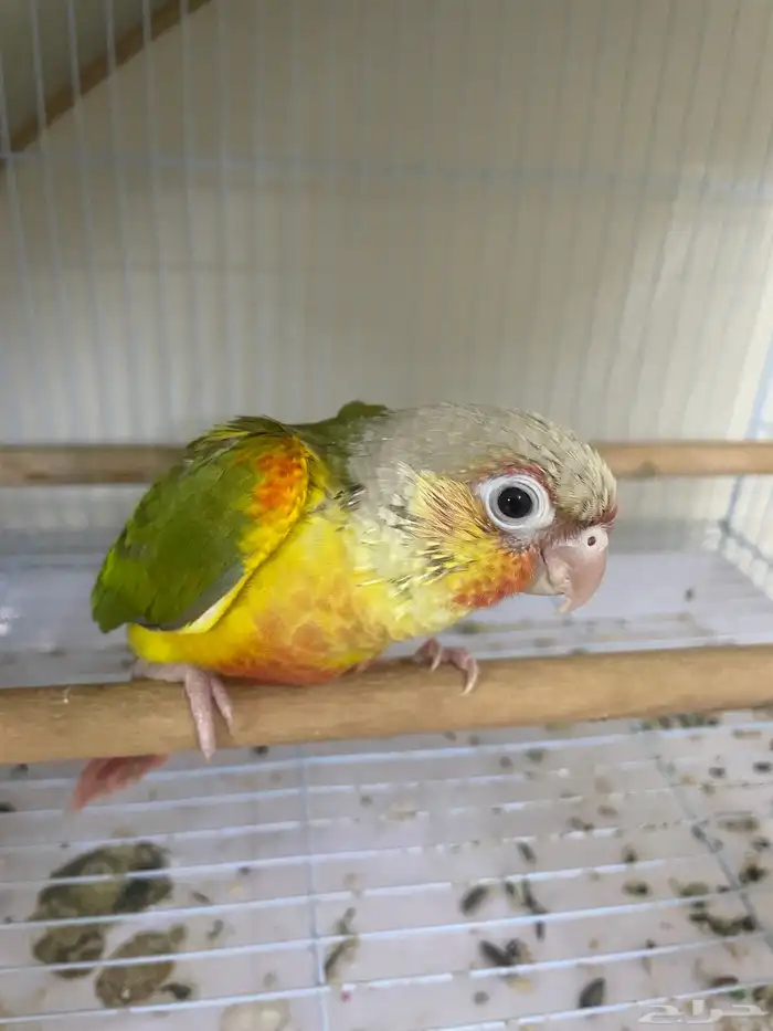 فرخ كنيور اناناس وصبغة حلوه (تم البيع) 0