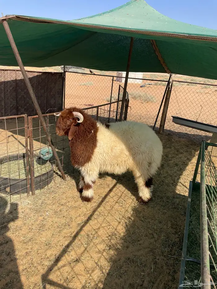 خروف نعيمي فاخر العمر 6 شهور 2