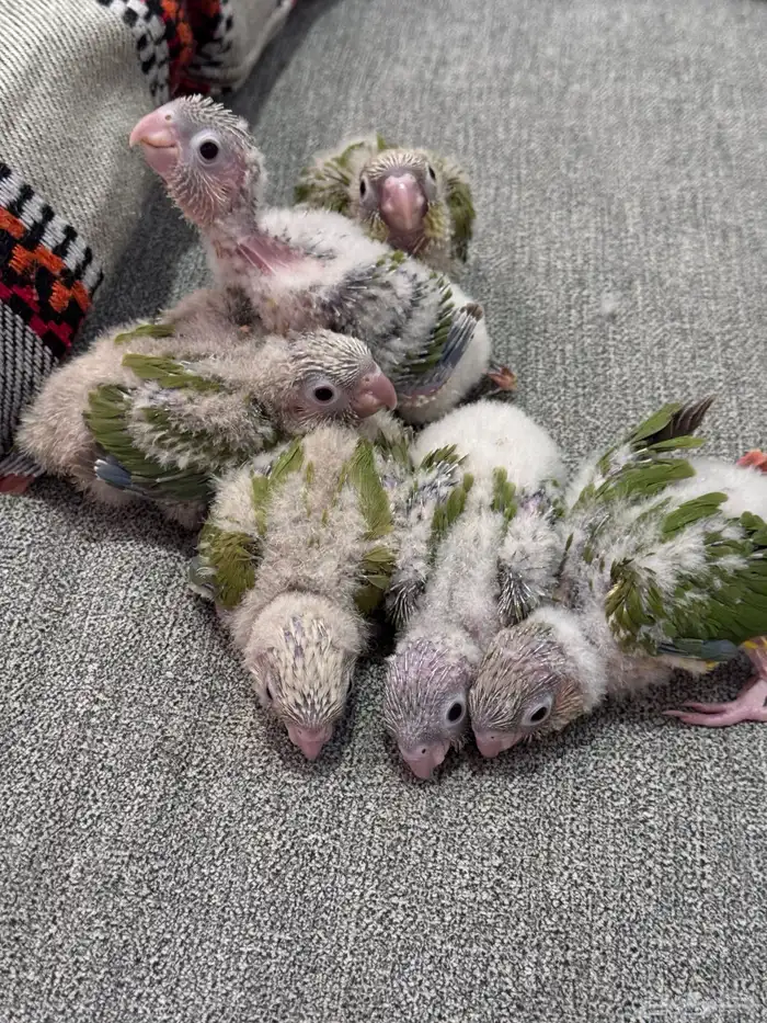 فروخ كنيور (((تم البيع خارج الموقع))) 1