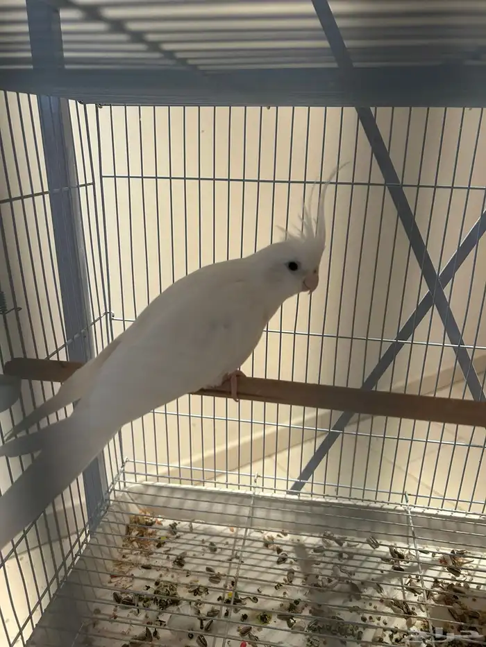 كروان وايت فيس 1