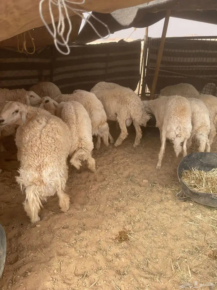 خرفان حريات 20