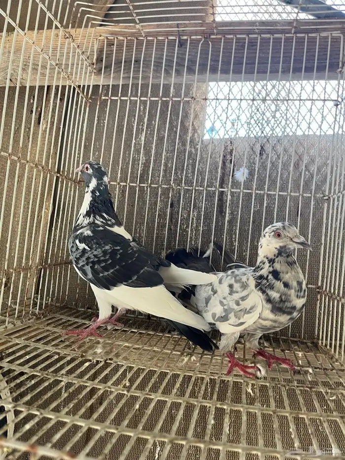 حمام باكستاني 1