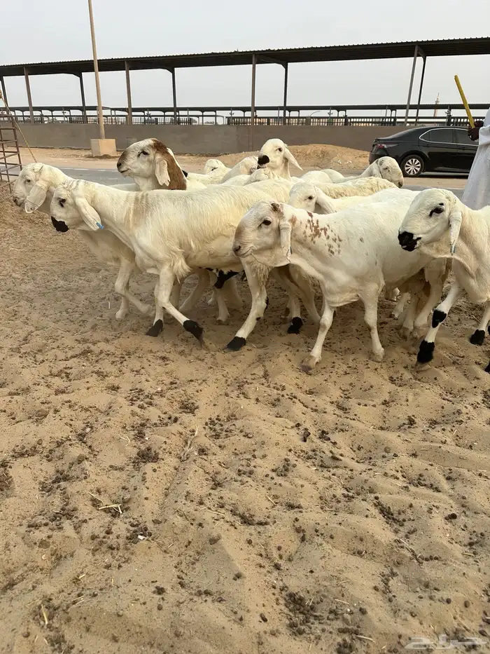 للبيع سواكن مرابي كفو 0