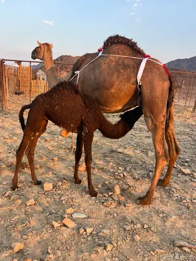 بكره حمرا ساحليه تملى السطل ب 12500 يبلاش index