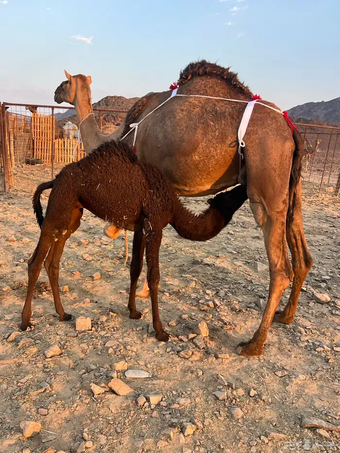 بكره حمرا ساحليه تملى السطل ب 12500 تم البيع 4