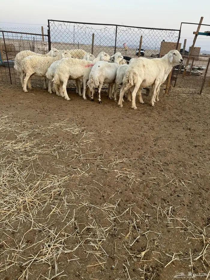 حريات مضاريع 1