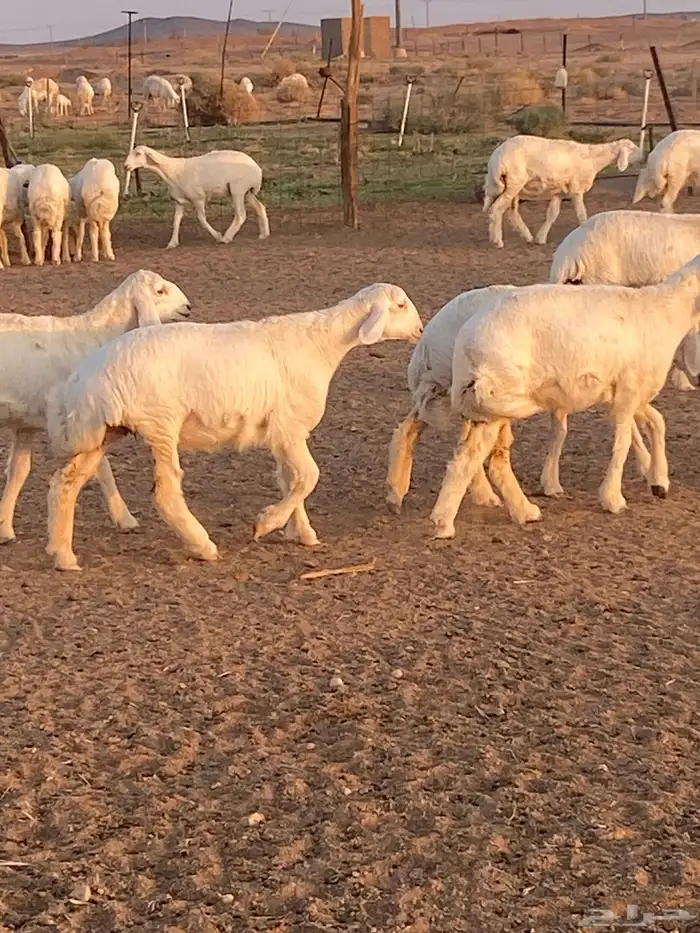 جذعات حريه 0