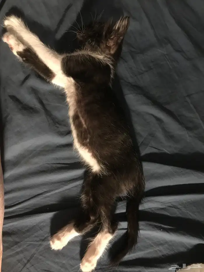 كتن تكسيدو للتبني 3